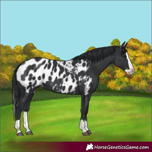 Horse Color:Black Splash Appaloosa 