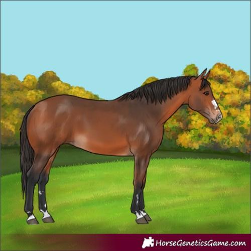 Horse Color:Bay 