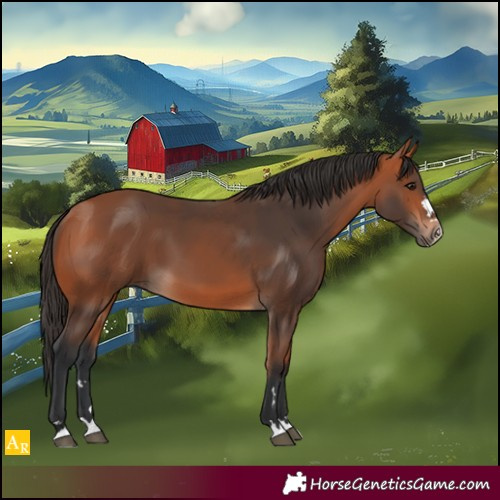 Horse Color:Bay 
