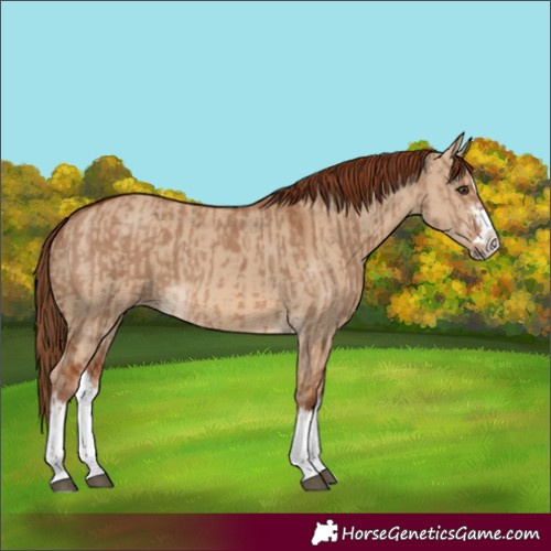 Horse Color:Red Dun Splash  and Red Dun Splash 