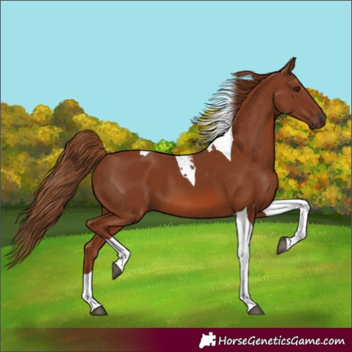 Horse Color:Chestnut Tobiano 