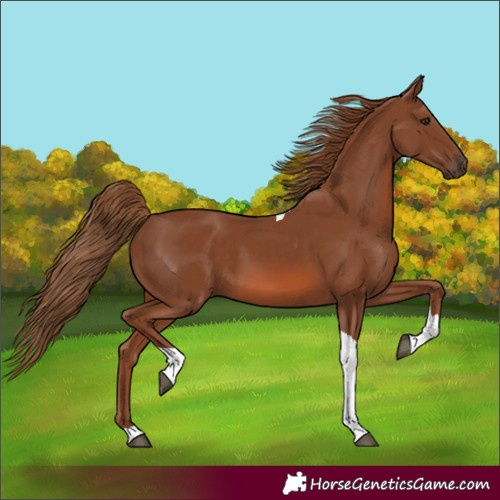 Horse Color:Chestnut Tobiano 