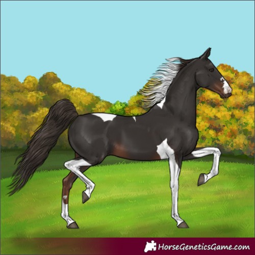Horse Color:Liver Chestnut Tobiano