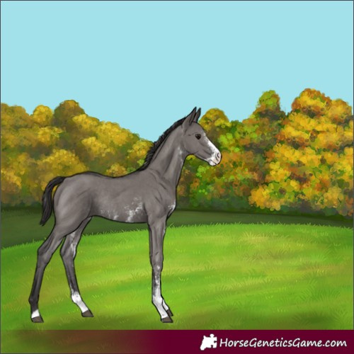 Horse Color:Smoky Grullo Sabino Rabicano