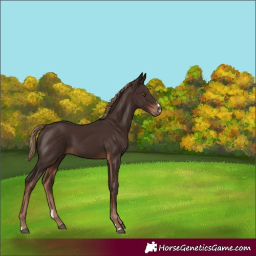 Horse Color:Liver Chestnut 