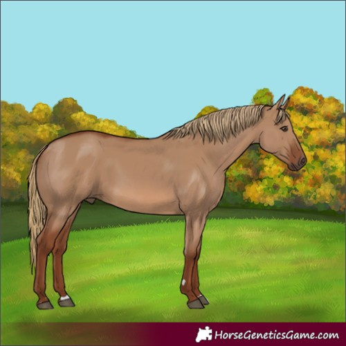 Horse Color:Red Dun