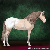 Horse Color:Amber Champagne Appaloosa