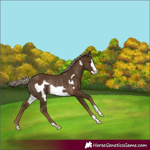 Horse Color:Chocolate Palomino Frame Rabicano 