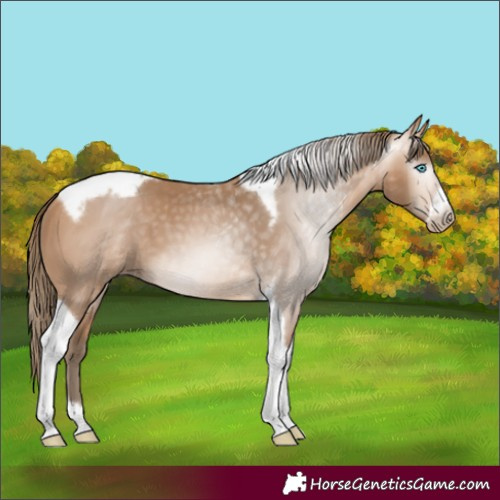 Horse Color:Gray Perlino Tobiano Frame