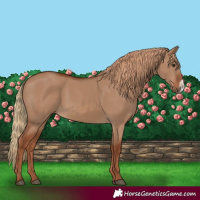 Horse Color:Red Dun Frame