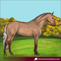 Horse Color:Silver Bay Dun