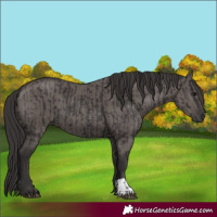 Horse Color:Smoky Black  and Smoky Grullo 