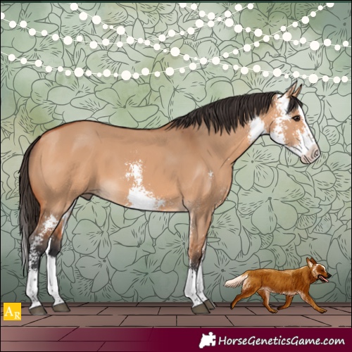 Horse Color:Bay Dun Sabino Splash 