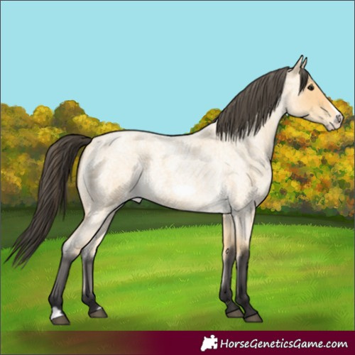 Horse Color:Buckskin Roan Frame