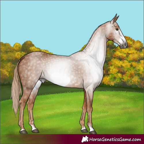 Horse Color:Gray Chestnut Frame