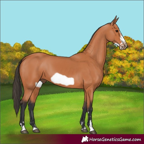 Horse Color:Bay Frame