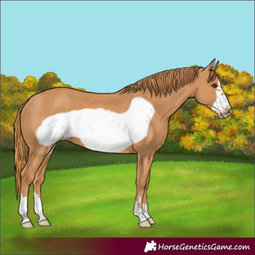 Horse Color:Chestnut Frame 