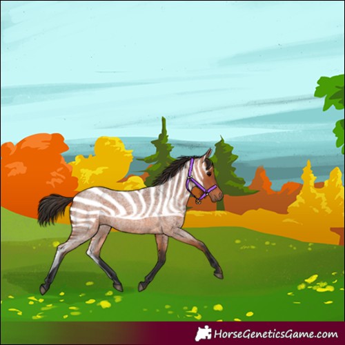 Horse Color:Bay Roan