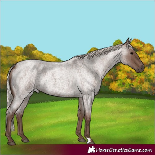 Horse Color:Silver Blue Roan 