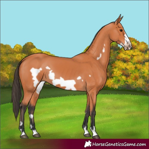 Horse Color:Bay Frame