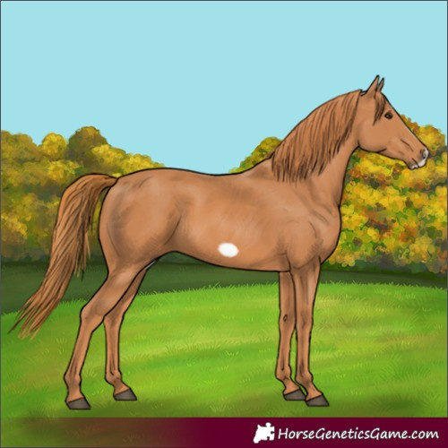 Horse Color:Chestnut Frame