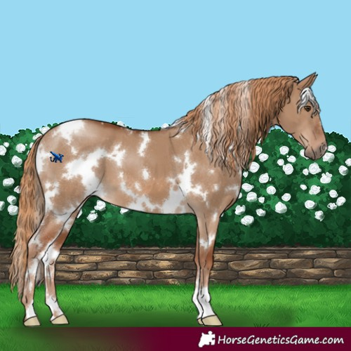 Horse Color:White Spotted Red Dun 
