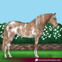 Horse Color:White Spotted Red Dun