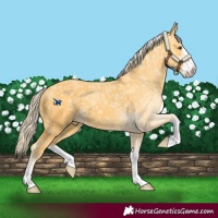 Horse Color:White Spotted Palomino Ice 