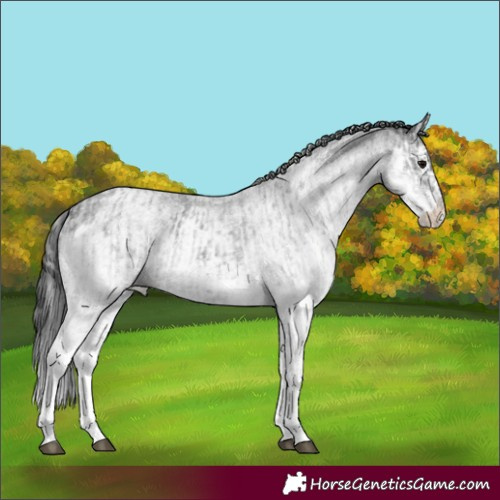 Horse Color:White Spotted Blue Roan Rabicano  and White Spotted Blue Roan Splash Rabicano 