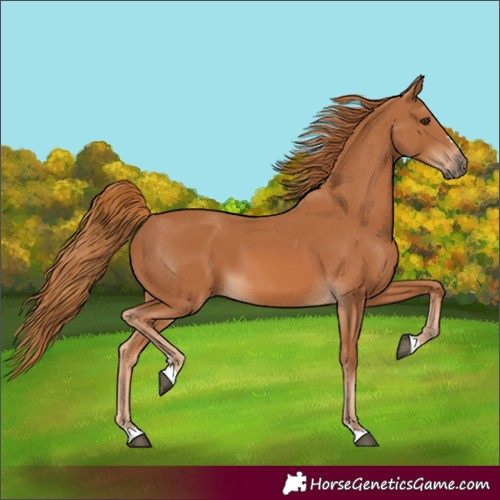 Horse Color:Chestnut 