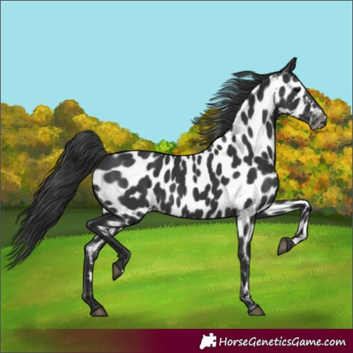 Horse Color:Black Appaloosa