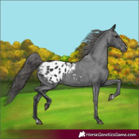 Horse Color:Black Appaloosa 