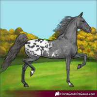 Horse Color:Black Blanket 