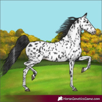 Horse Color:Black Appaloosa 