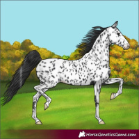 Horse Color:Black Near Leopard 