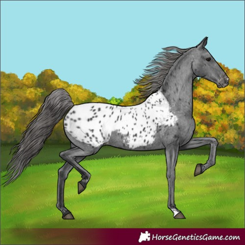 Horse Color:Black Appaloosa 