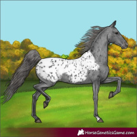 Horse Color:Black Blanket