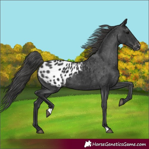 Horse Color:Black Appaloosa