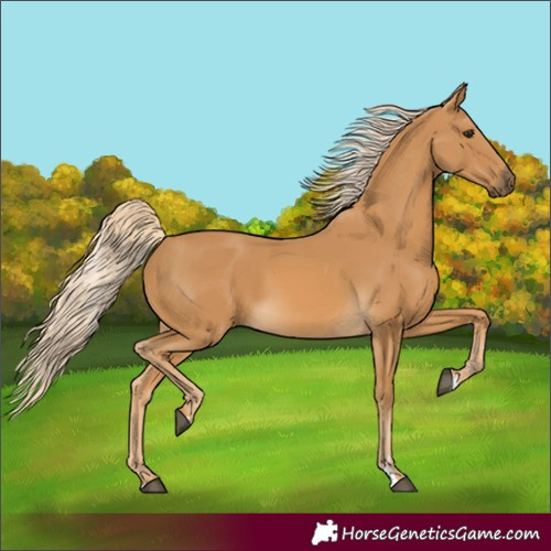 Horse Color:Palomino