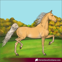 Horse Color:Palomino 