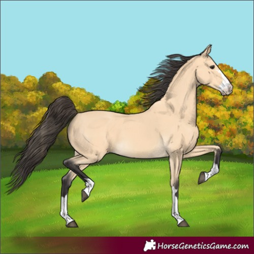 Horse Color:Buckskin 