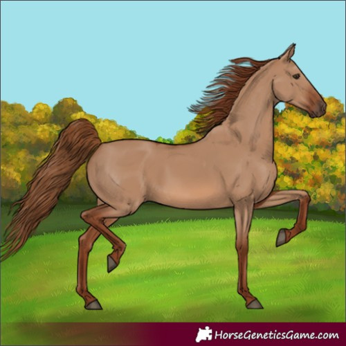 Horse Color:Red Dun 