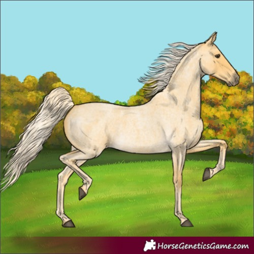 Horse Color:Palomino Roan 