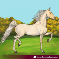 Horse Color:Palomino Roan 