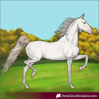 Horse Color:Smoky Creme Roan Dun 