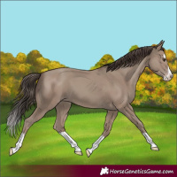 Horse Color:Classic Champagne Splash