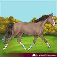 Horse Color:Classic Champagne Splash