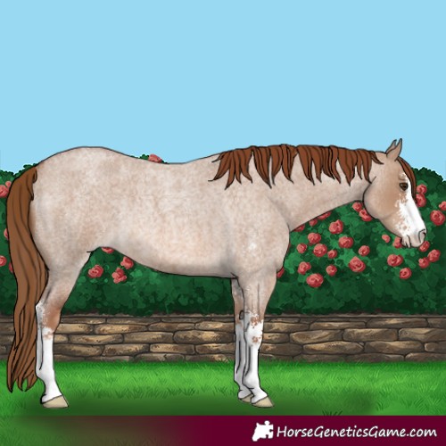 Horse Color:Red Dun Roan Sabino Rabicano 