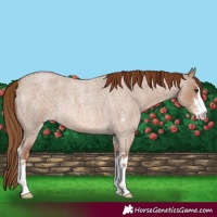 Horse Color:Red Dun Roan Sabino Rabicano