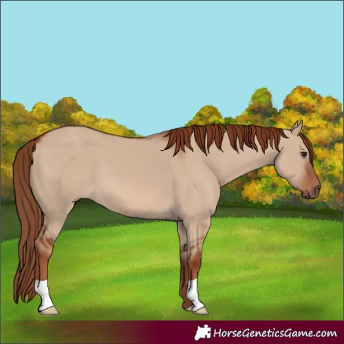 Horse Color:Red Dun 